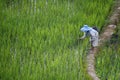 Worker caring Rice field terraces in philippines Royalty Free Stock Photo