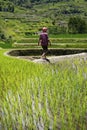 Worker caring Rice field terraces in philippines Royalty Free Stock Photo