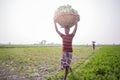 A worker is carrying Kohlrabi cabbage in his head for exporting in local market at Savar, Dhaka,
