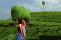 Worker carrying tea leaves in bag in tea plantation