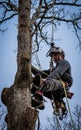 Worker with chainsaw  and helmet cutting down tree Royalty Free Stock Photo