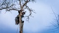 Worker with chainsaw  and helmet cutting down tree Royalty Free Stock Photo