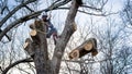 Worker with chainsaw  and helmet cutting down tree Royalty Free Stock Photo