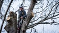 Worker with chainsaw  and helmet cutting down tree Royalty Free Stock Photo