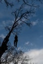 Worker with chainsaw  and helmet cutting down tree Royalty Free Stock Photo