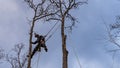 Worker with chainsaw and helmet cutting down tree