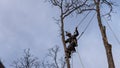 Worker with chainsaw  and helmet cutting down tree Royalty Free Stock Photo