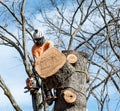 Worker with chainsaw  and helmet cutting down tree Royalty Free Stock Photo