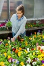 Worker checking potted pansies flowers Royalty Free Stock Photo