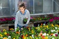Worker checking potted pansies flowers Royalty Free Stock Photo