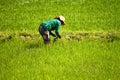 Claear green rice field view Royalty Free Stock Photo