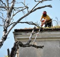 A worker of a municipal utility chainsaw cuts an old tall tree Royalty Free Stock Photo