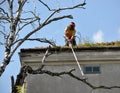 A worker of a municipal utility chainsaw cuts an old tall tree Royalty Free Stock Photo