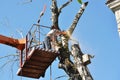 A worker of a municipal utility chainsaw cuts an old tall tree Royalty Free Stock Photo