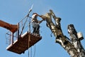 A worker of a municipal utility chainsaw cuts an old tall tree Royalty Free Stock Photo