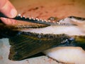 Worker cleaning and filleting fresh sea cod fish in a family factory. Dorsal cut and separation fillets Royalty Free Stock Photo
