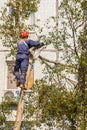 the worker climbed high on a tree and with the help of a chainsaw cut the branches of a tree