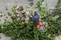 Worker climbed to a ladder pruning tree branches on city