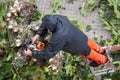 Worker climbed to a ladder pruning tree branches on city