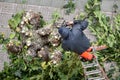 Worker climbed to a ladder pruning tree branches on city