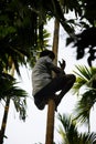 Worker climbing a palm tree