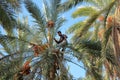 A worker climbing on a palm tree to cut the bunches of dates inside the palm grove