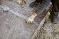 A worker creates a form for pouring concrete