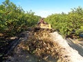 Worker crush branches with a chipper shredder or wood chipper in an lemon trees plantation, in Spain Royalty Free Stock Photo