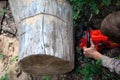 Worker cuts a big stump of a fallen tree with a chainsaw Royalty Free Stock Photo