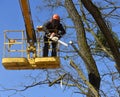 A worker cuts branches of a large tree with a chainsaw.