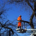 Worker cuts the dried branches