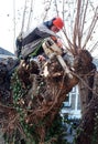 Worker cuts tree branches