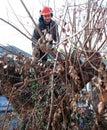 Worker cuts tree branches