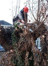 Worker cuts tree branches