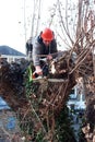 Worker cuts tree branches