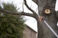 The worker cutting branches with cordless pole saw