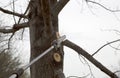 The worker cutting branches with cordless pole saw