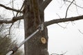 A worker cutting branches with cordless pole saw