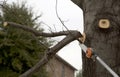 A worker cutting branches with cordless pole saw