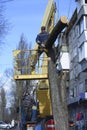 Worker cutting dead standing tree with chainsaw using truck-mounted lift