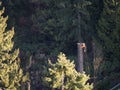 Worker cutting down large cedar tree Royalty Free Stock Photo