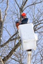 Worker cutting maple tree Royalty Free Stock Photo