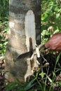 The worker cutting off Aquilaria roots which got infected from fungal or bacterial