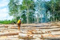 Worker cutting the trees Royalty Free Stock Photo