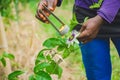 Worker doing a cross pollination of flowers