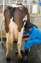 Worker draw milk from cow Royalty Free Stock Photo