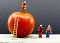 Worker drilling a giant tomato