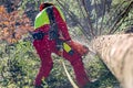 Worker felling the tree with chainsaw