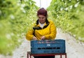 Worker Female in Greenhouse Holland