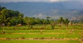 A worker in the fields tropical climates, flores, Indonesia